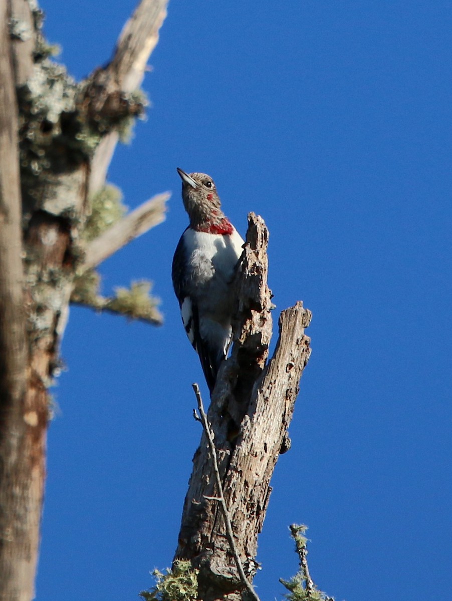 Red-headed Woodpecker - ML283890971