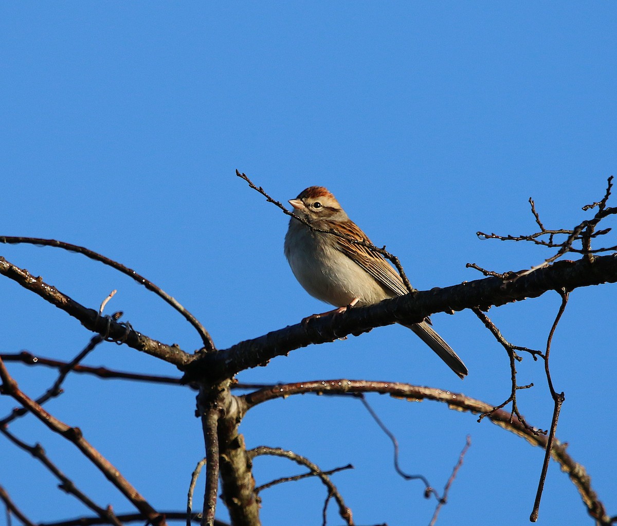 Chipping Sparrow - ML283891321