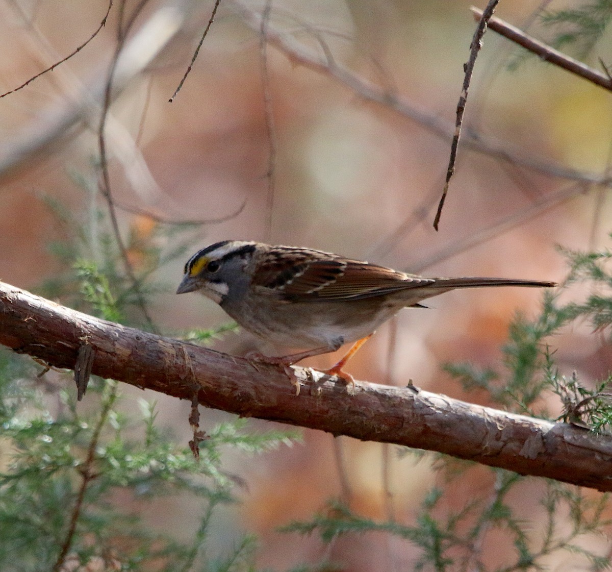 White-throated Sparrow - ML283891471