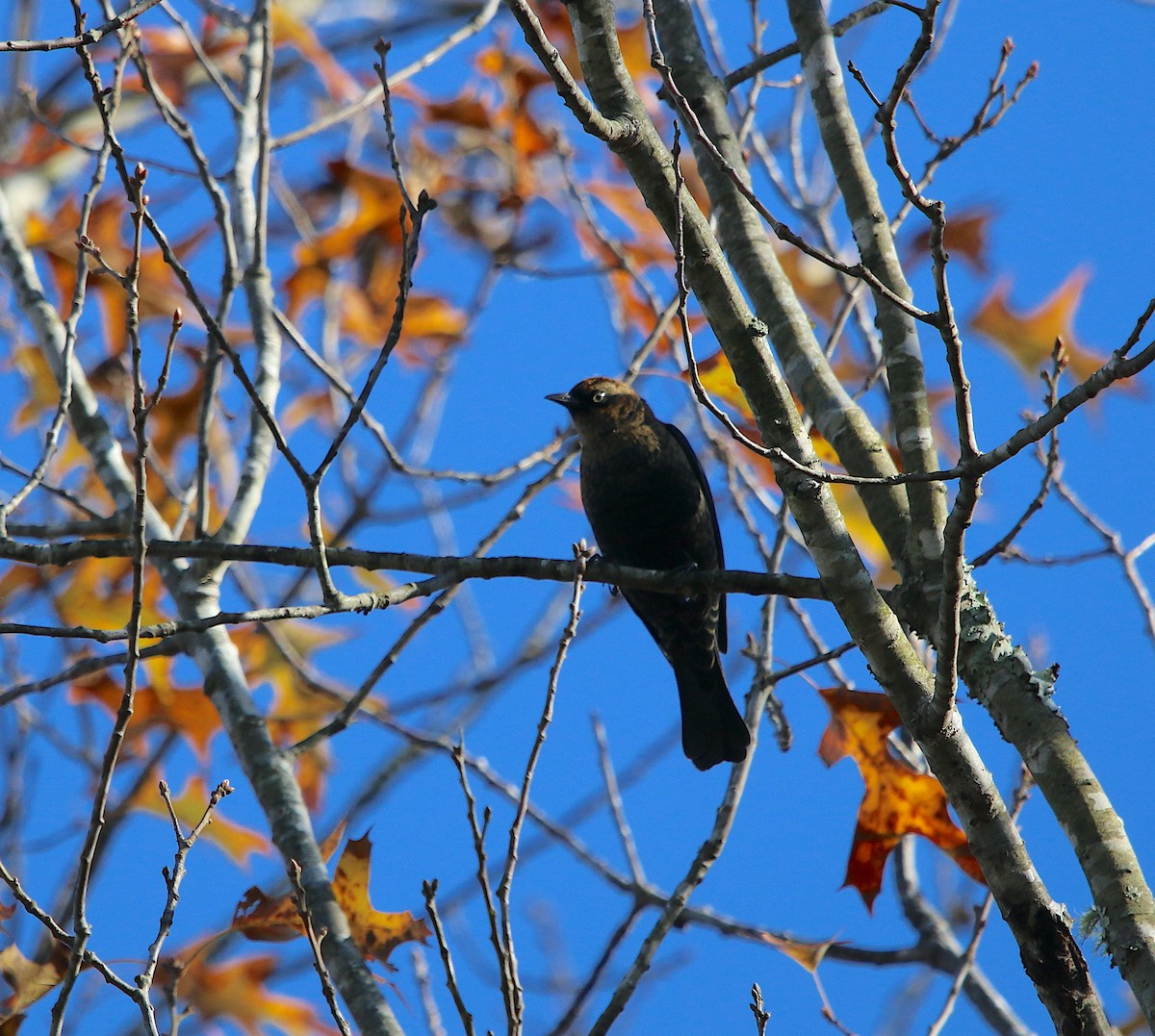 Rusty Blackbird - ML283891741