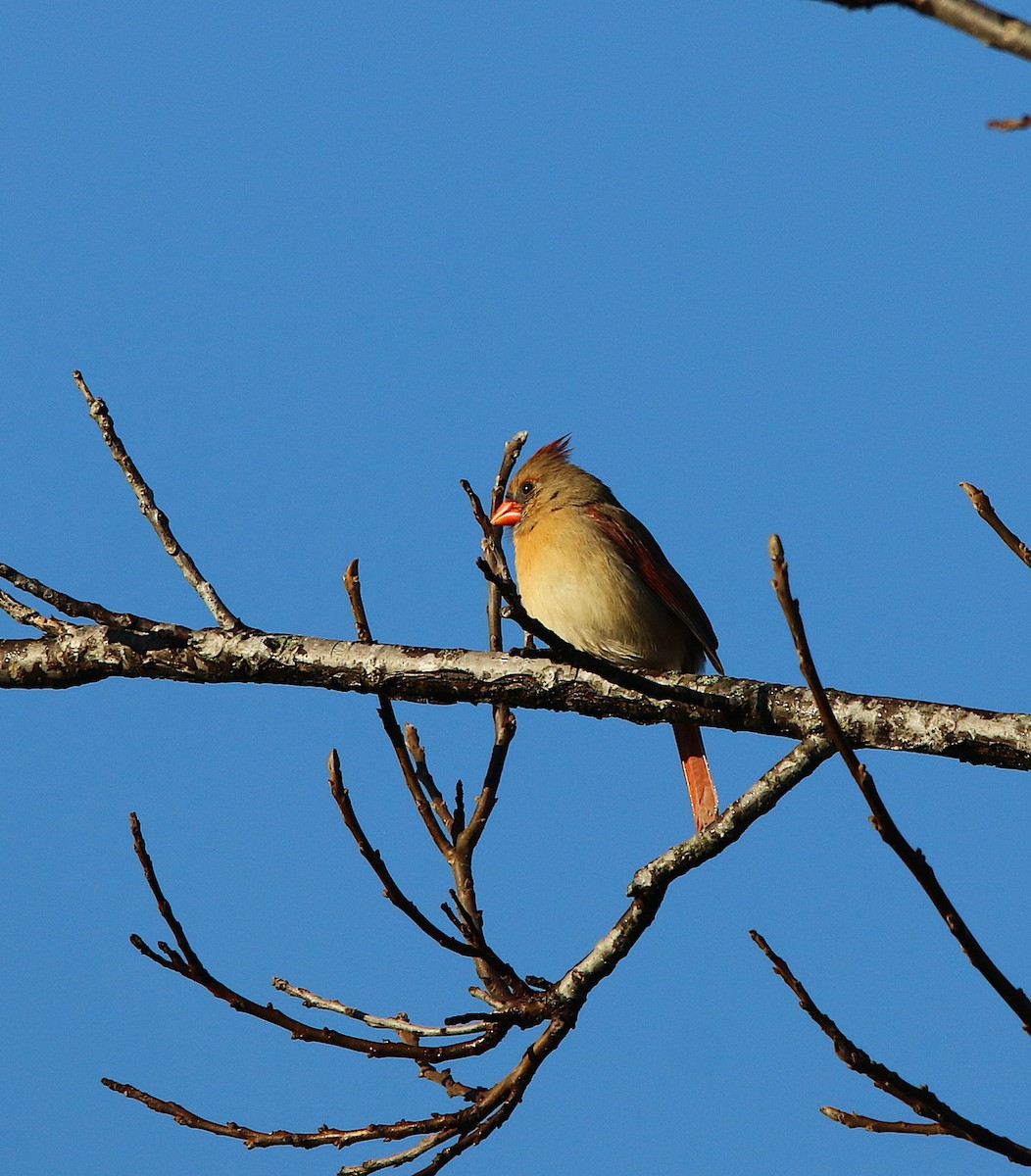 Northern Cardinal - ML283891831