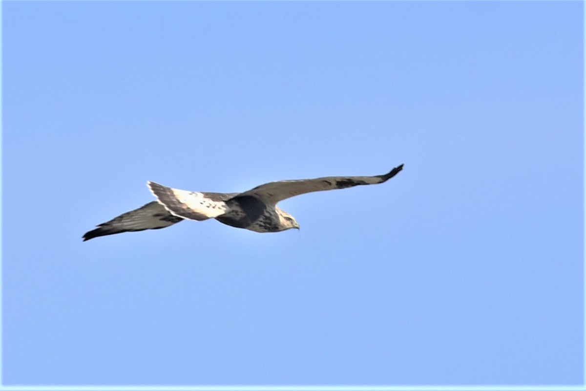 Rough-legged Hawk - ML283892051