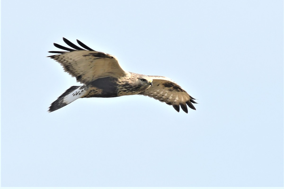 Rough-legged Hawk - Haldun Savaş