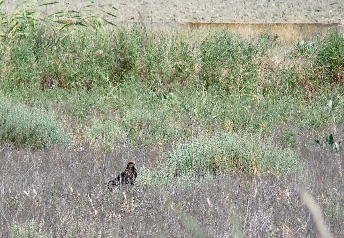 Western Marsh Harrier - ML283892161