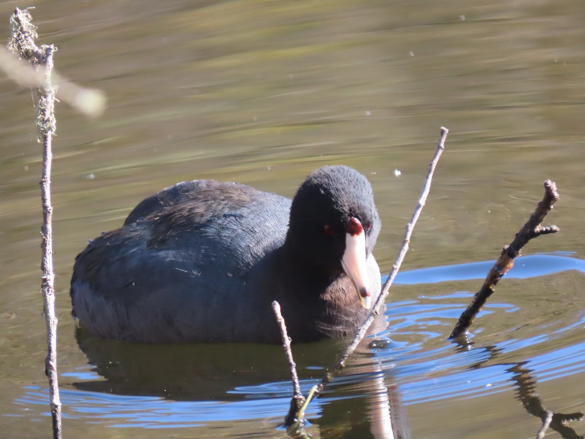American Coot (Red-shielded) - ML283892801