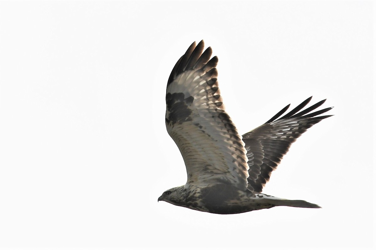 Rough-legged Hawk - Haldun Savaş