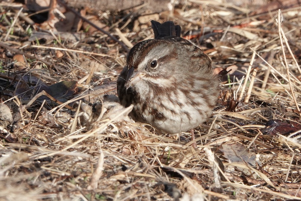 Song Sparrow - Larry Jordan