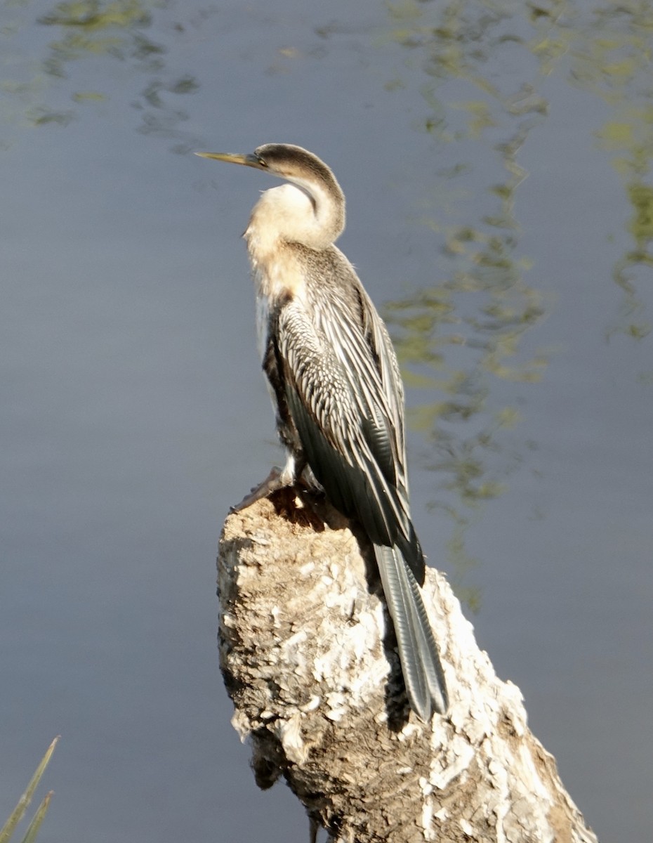 Afrika-Schlangenhalsvogel - ML283895771