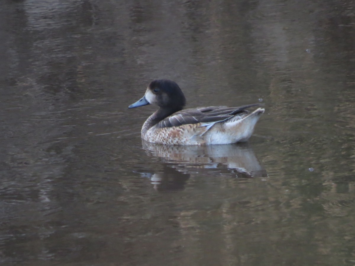 Chiloe Wigeon - ML283896991