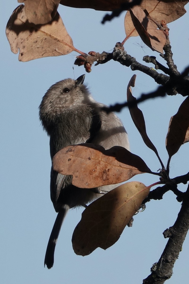 Bushtit - ML283897351