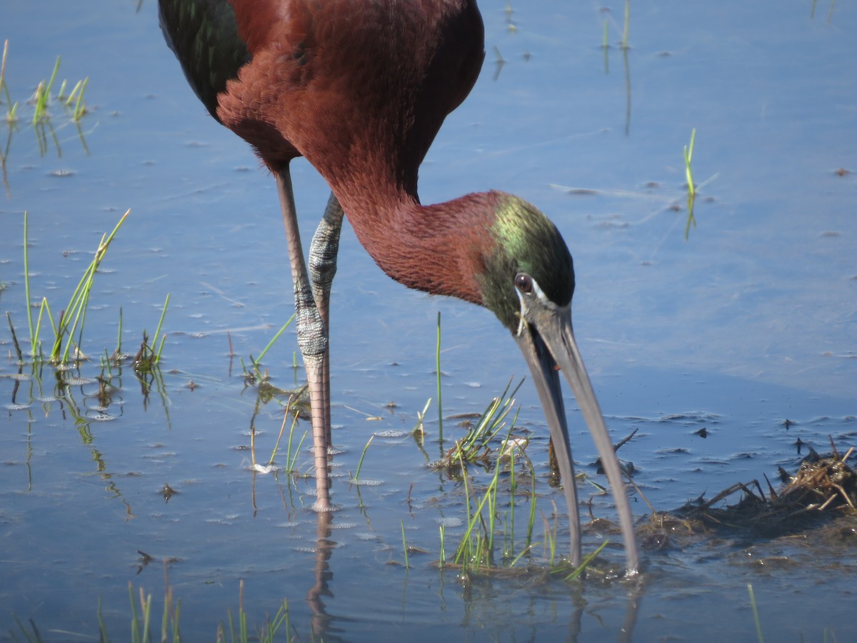 Glossy Ibis - ML283899021