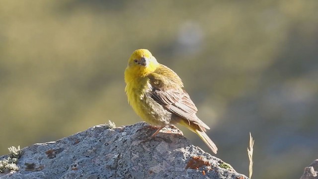 Greater Yellow-Finch - ML283903561