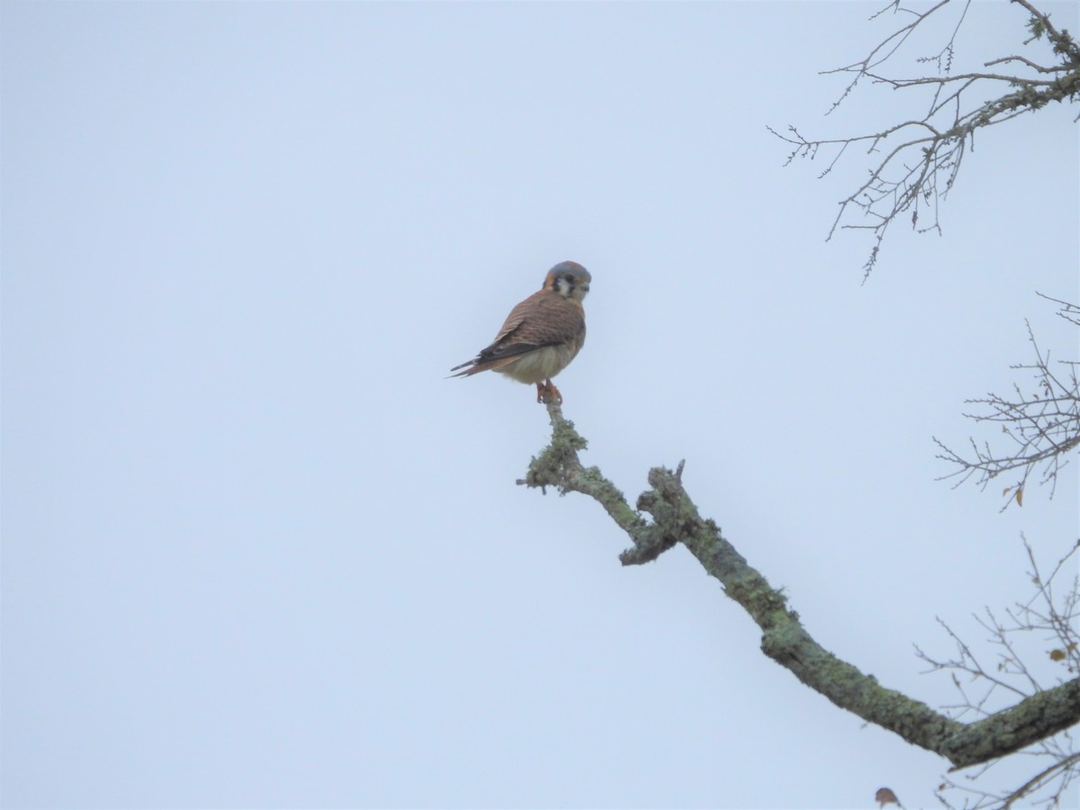 American Kestrel - ML283905341