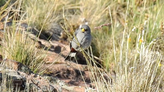 Band-tailed Seedeater - ML283908061