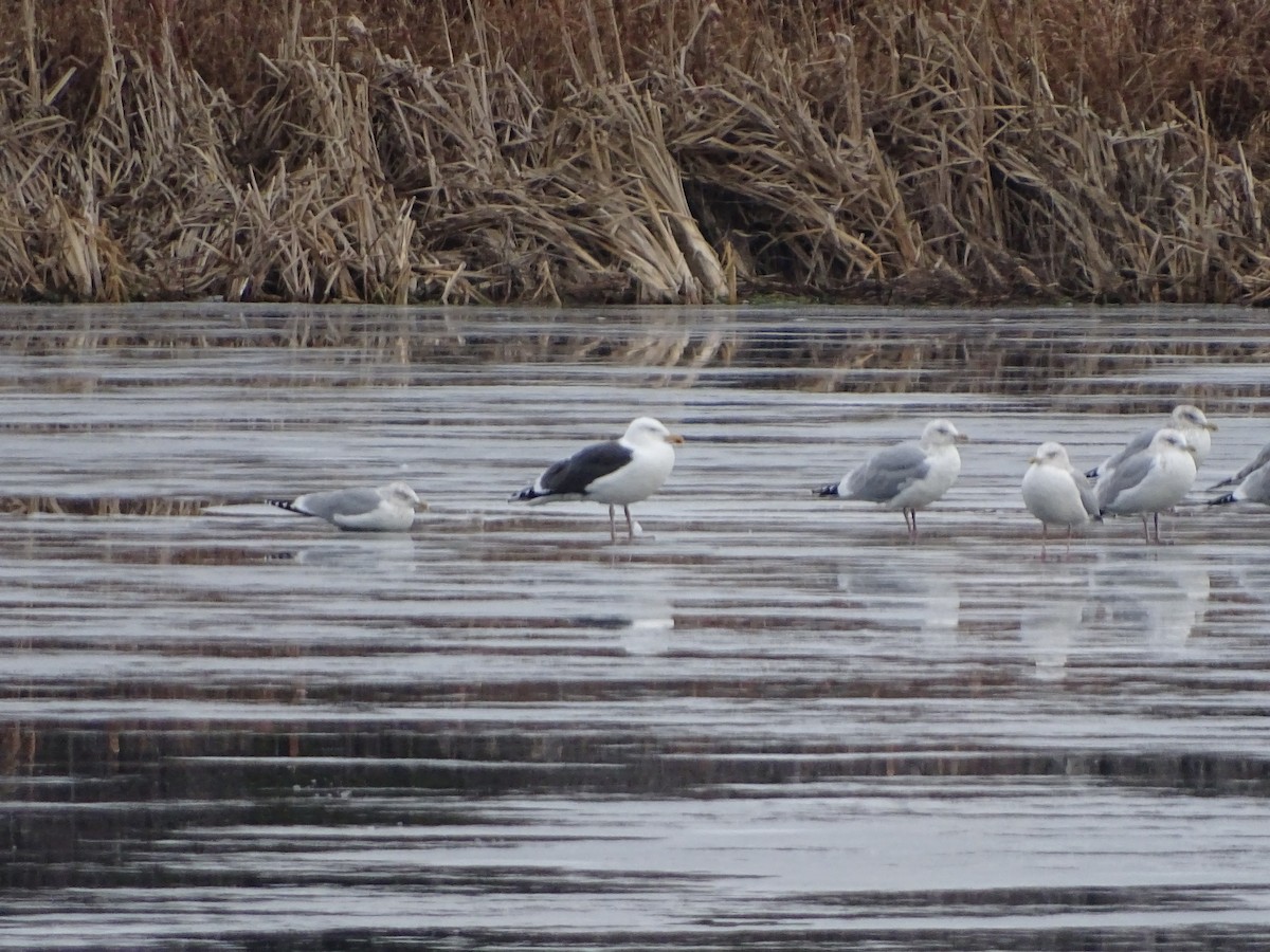 Great Black-backed Gull - ML283908371