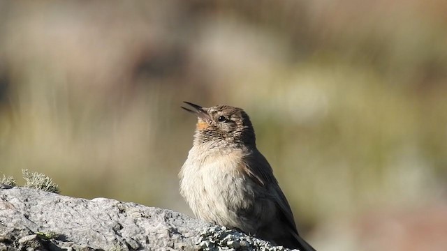 Cordilleran Canastero - ML283909191