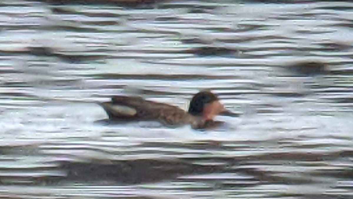 Green-winged Teal - ML283910551