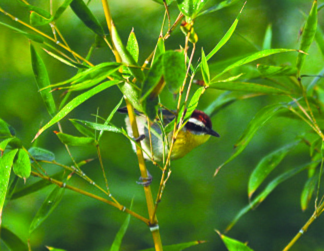 Rufous-capped Warbler - ML283911971