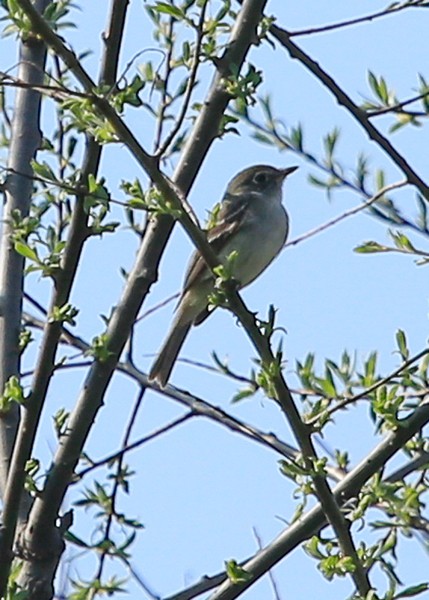 Least Flycatcher - ML28391201