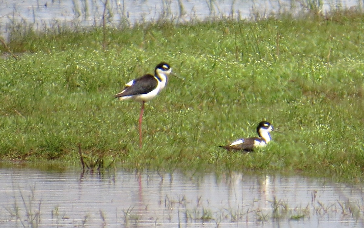 Black-necked Stilt - ML28391331