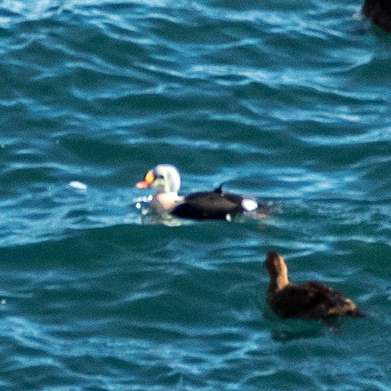 King Eider - ML283913471