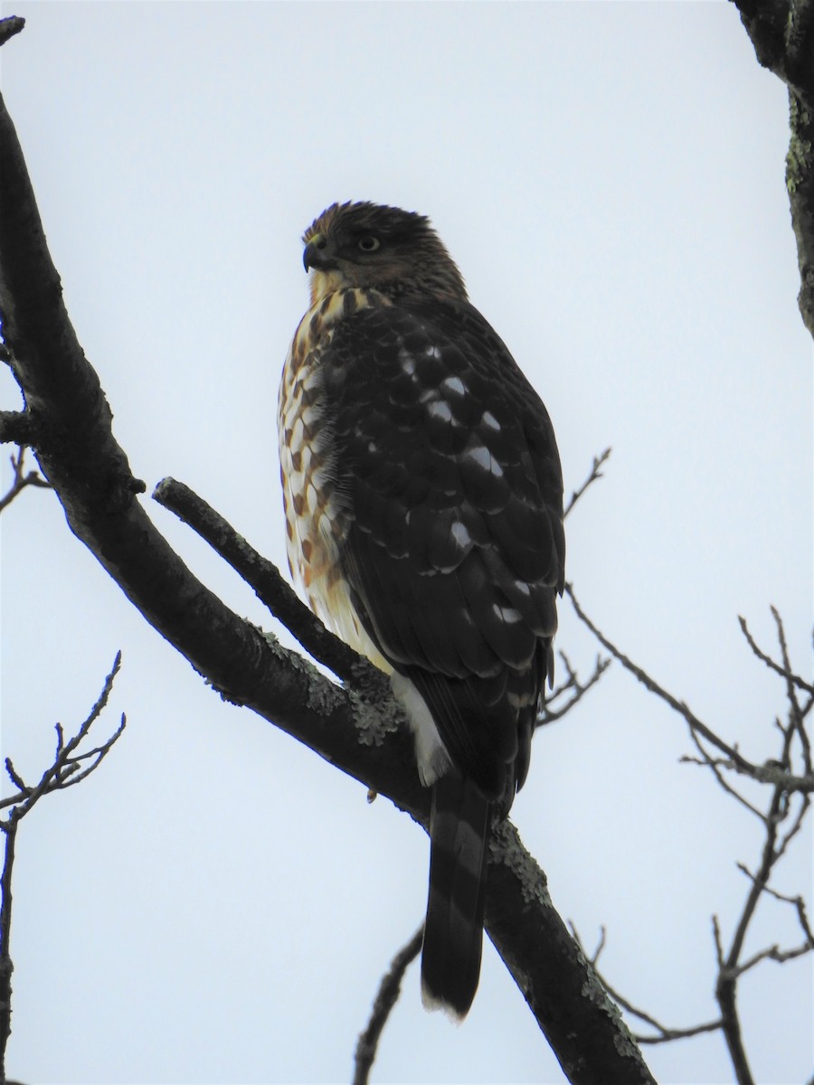 Cooper's Hawk - AMY GRIFFIN