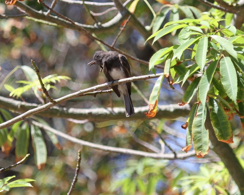 Black Phoebe - Marnie Mitchell