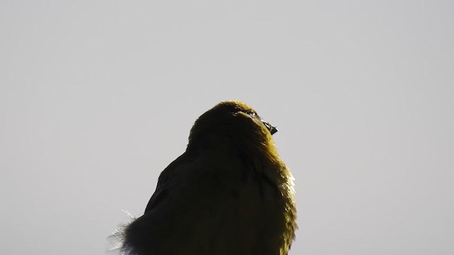 Greater Yellow-Finch - ML283917201