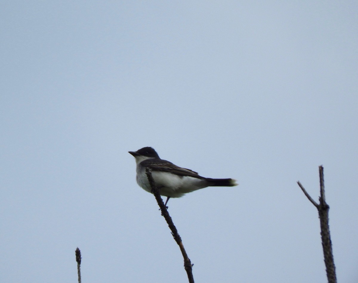 Eastern Kingbird - ML28391851