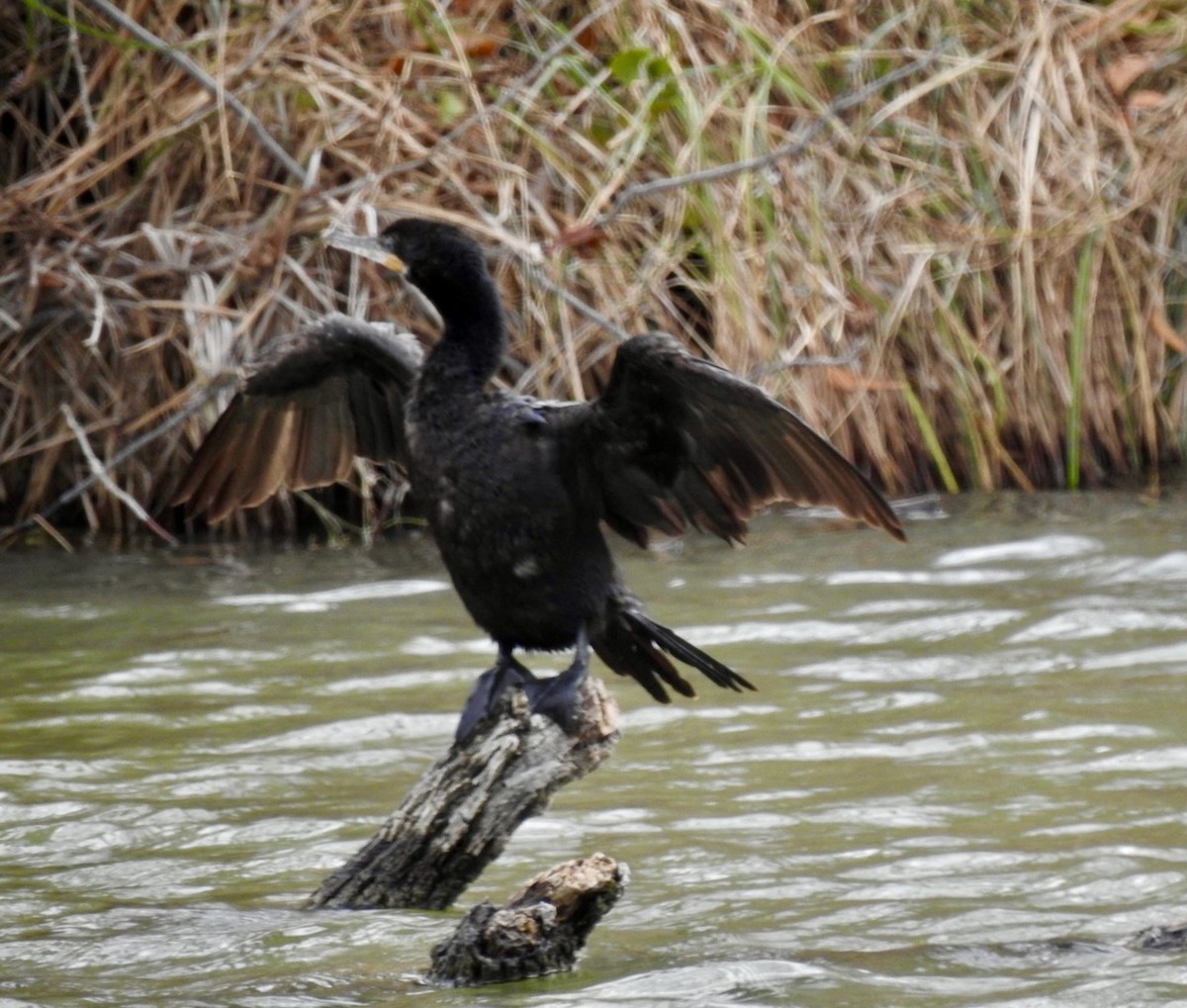 Neotropic Cormorant - Christopher Daniels