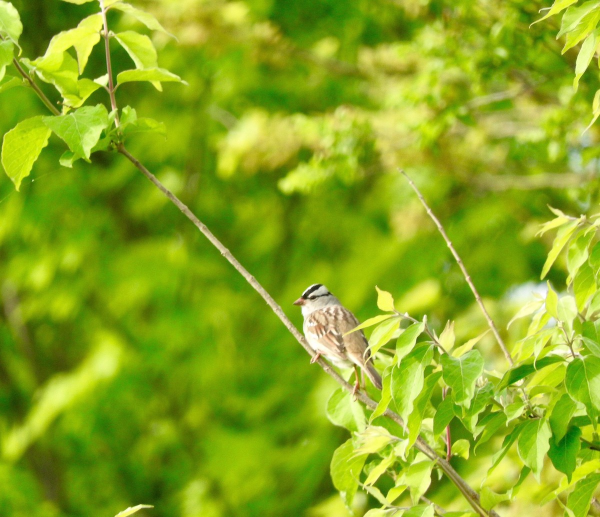 White-crowned Sparrow - ML28392001