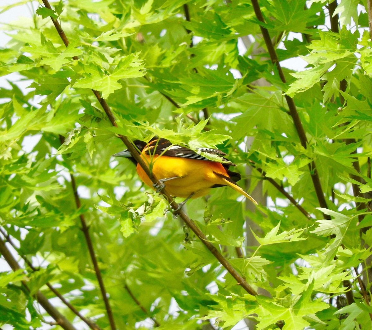 Baltimore Oriole - Deanna Uphoff