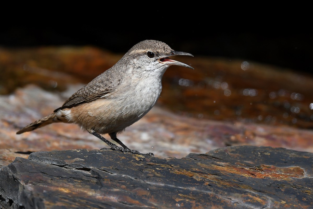 Rock Wren - ML283921311