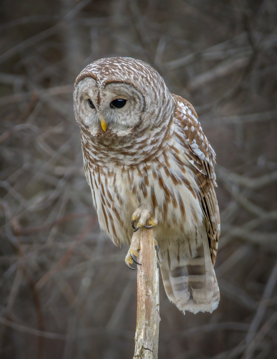 Streifenkauz - ML283922431