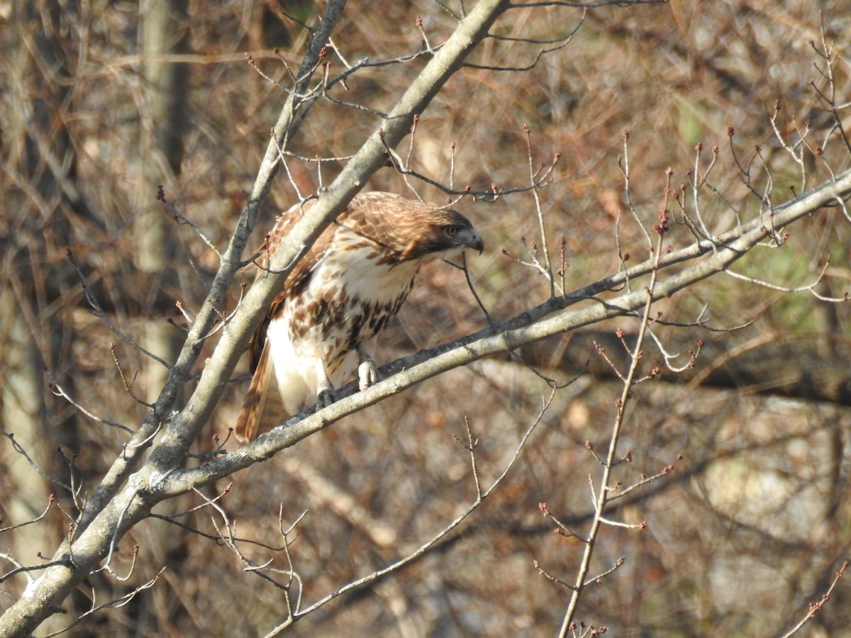 Red-tailed Hawk - ML283923541