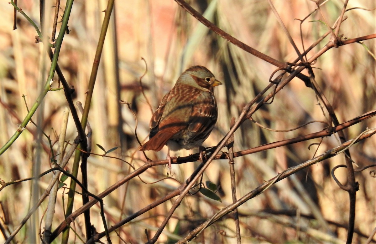 Fox Sparrow - ML283924271