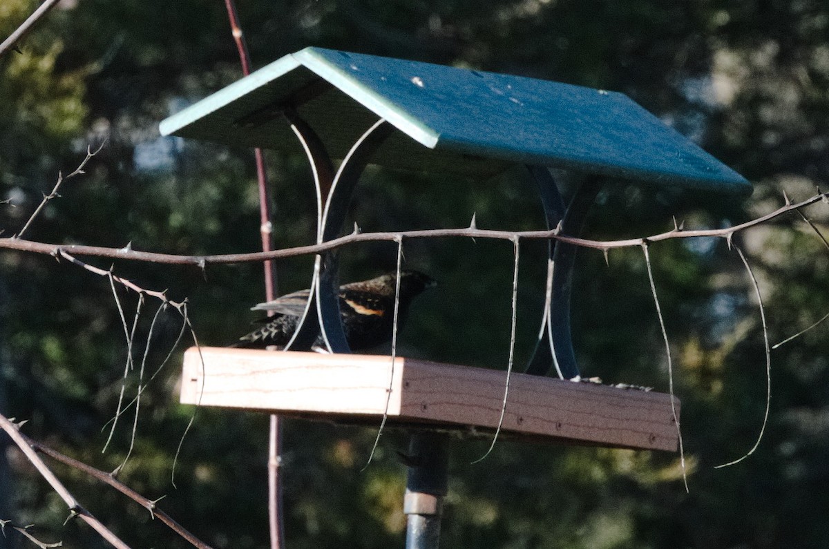 Red-winged Blackbird - ML283924401