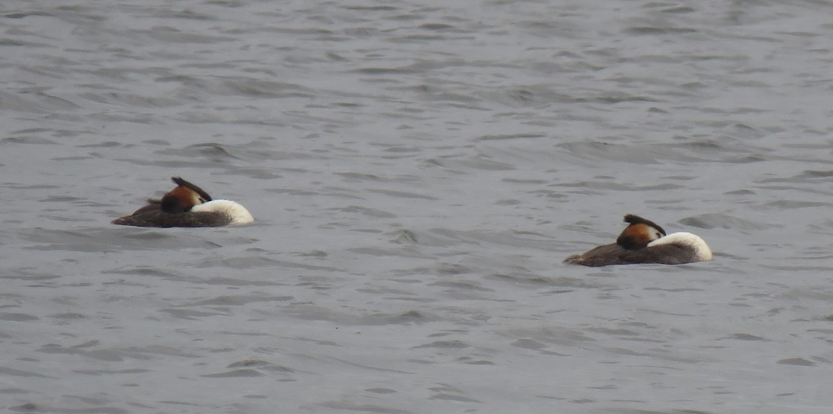 Great Crested Grebe - ML283924661