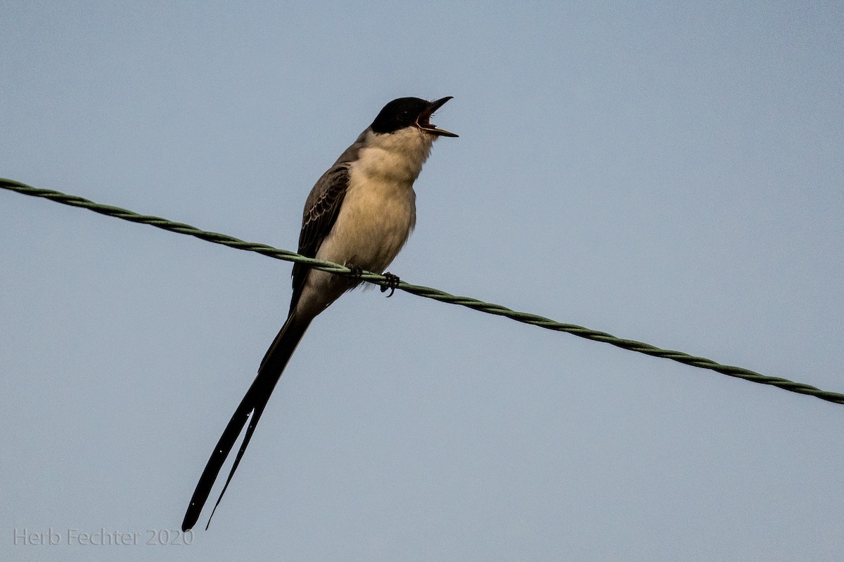 Fork-tailed Flycatcher - Herbert Fechter