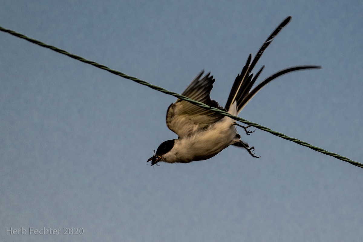 Fork-tailed Flycatcher - Herbert Fechter