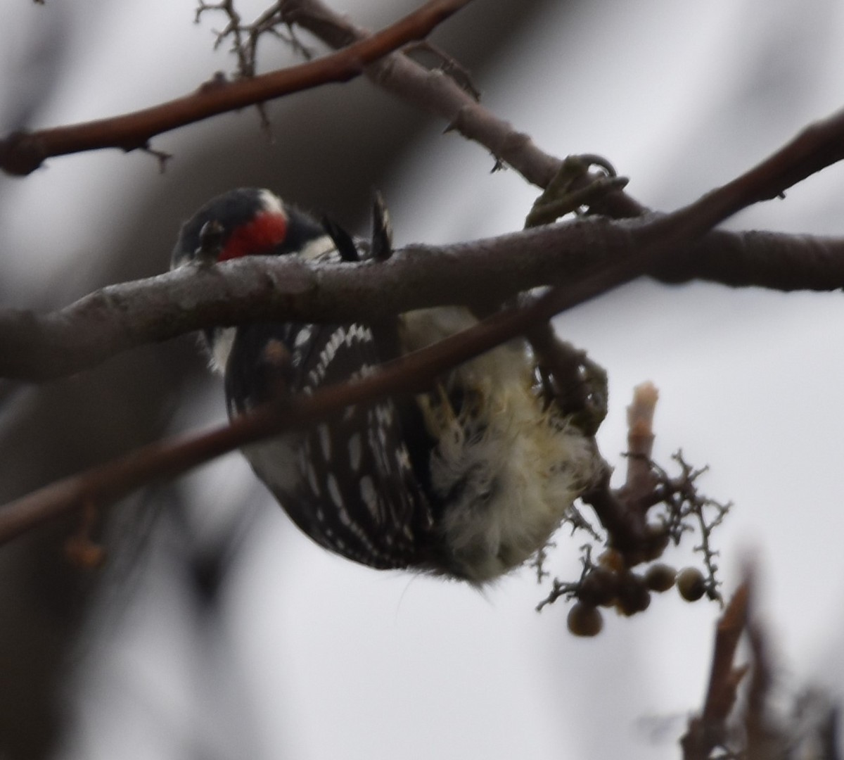 Downy Woodpecker - ML283926131