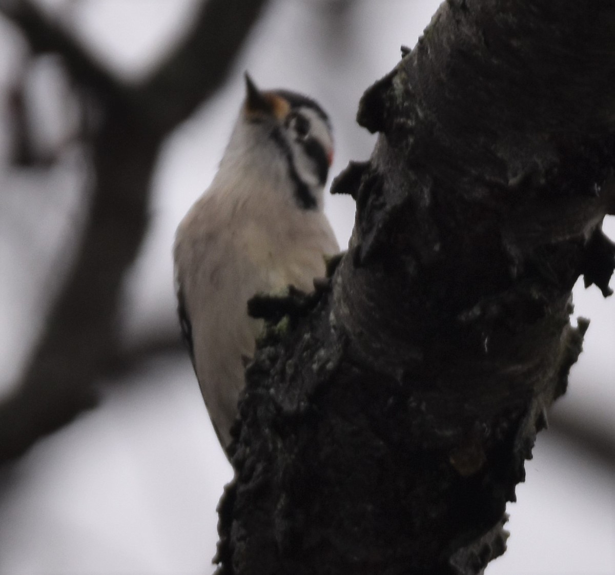 Downy Woodpecker - ML283926141