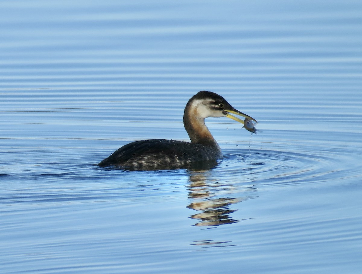 Red-necked Grebe - ML283926161