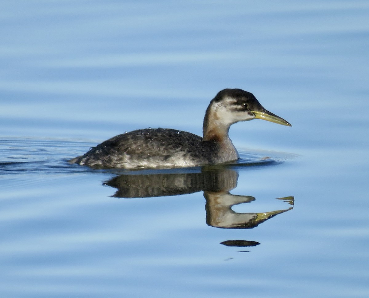 Red-necked Grebe - ML283926171