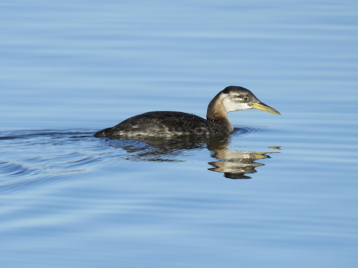 Red-necked Grebe - ML283926201