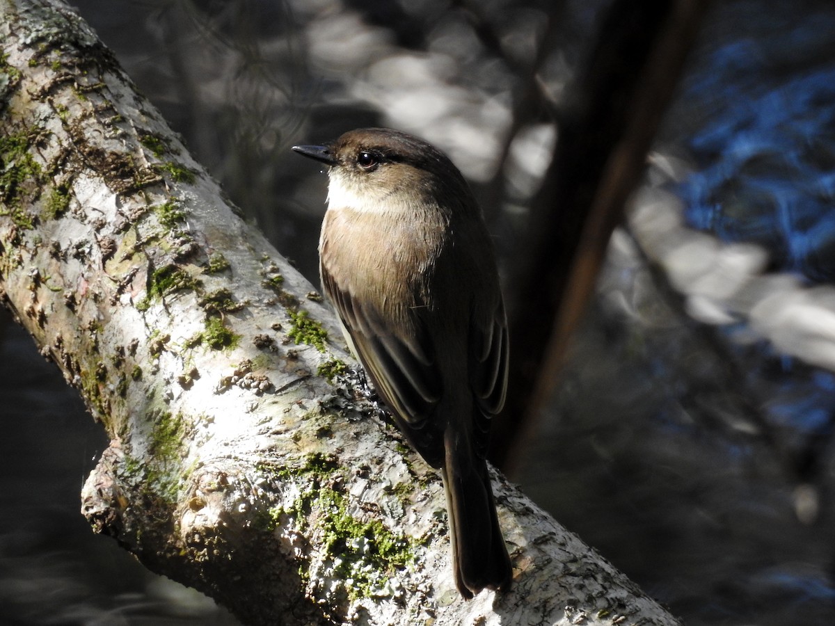 Eastern Phoebe - Luis Gonzalez