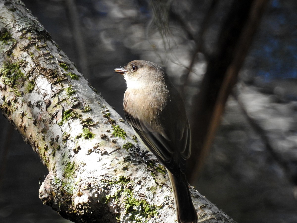 Eastern Phoebe - ML283927061