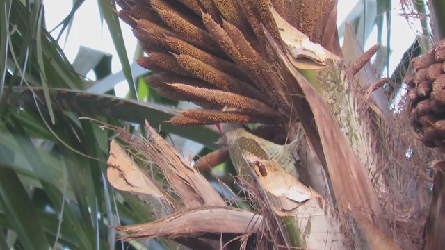 Fine-spotted Woodpecker - ML283928091