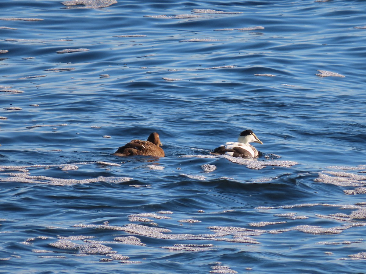 Common Eider - Marjorie Watson