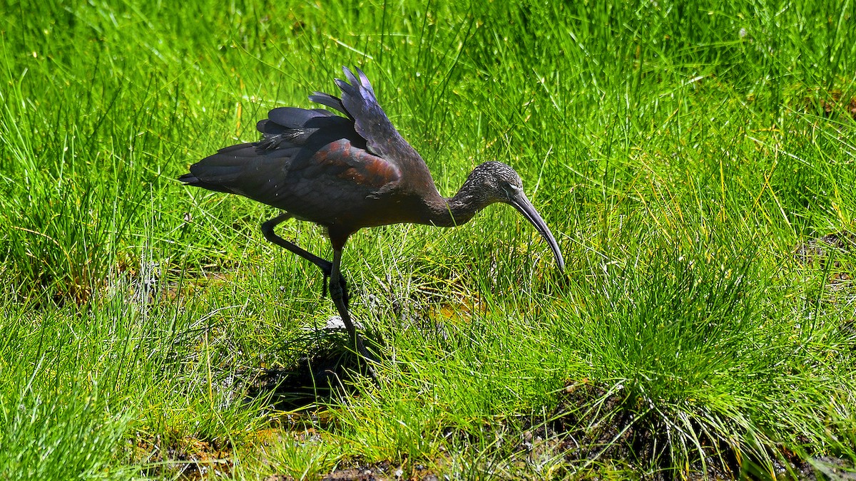 ibis hnědý - ML283932791